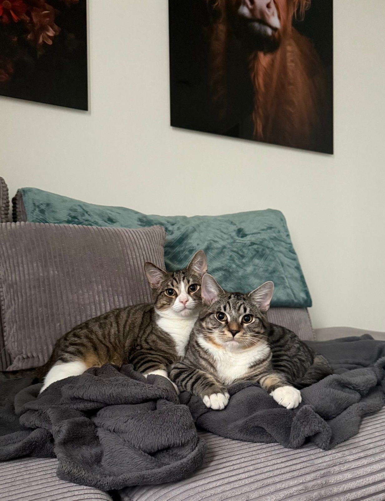 Goed huisje gezocht voor kater broers, Dieren en Toebehoren, Katten en Kittens | Overige Katten, Kater