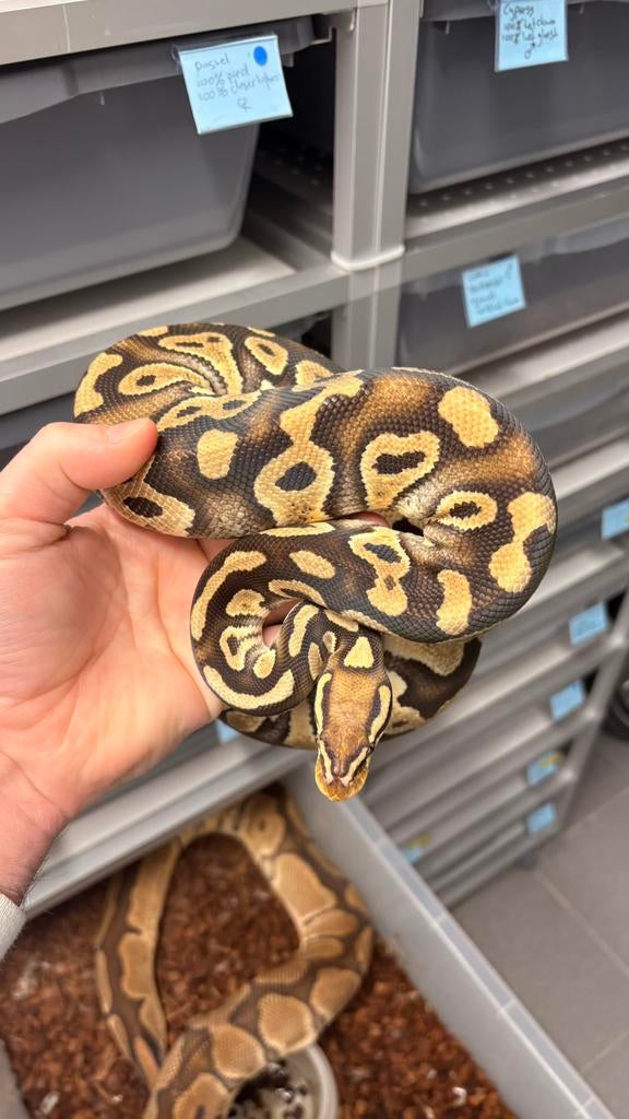1.0 pastel chocolate 100% hypo clown ball python, Slang, 0 tot 2 jaar