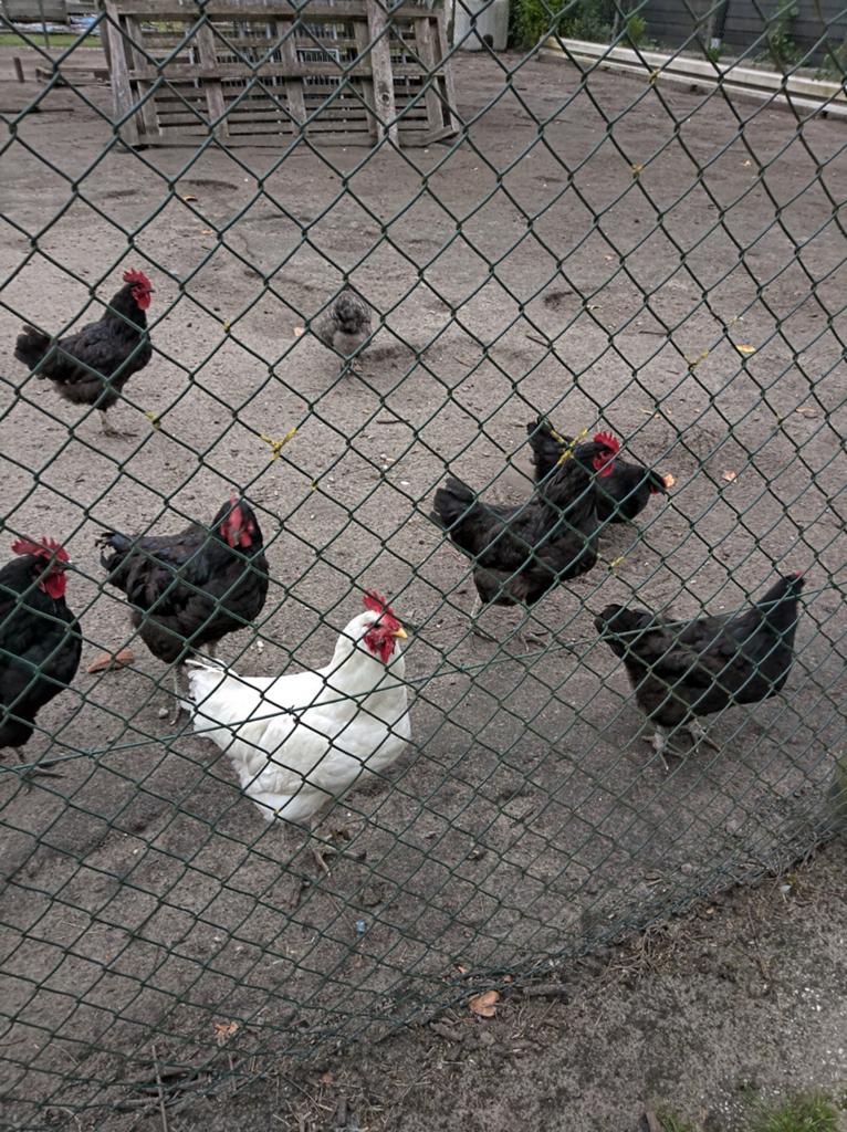 Jesery giant Hanen van vorig jaar. Ruilen zijdehaan usa moge, Dieren en Toebehoren, Pluimvee, Mannelijk, Kip