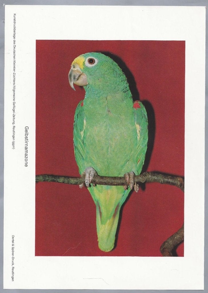 Vintage print: Geelvoorhoofdamazone papegaai, Gebruikt, Ophalen of Verzenden, Voor 1940, Dier