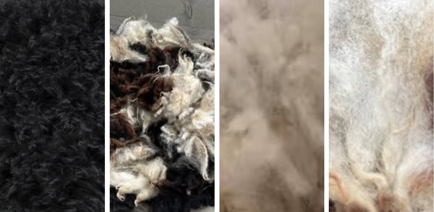 wol kleuren ophalen mogelijk ras kleur veel mogelijk, Dieren en Toebehoren, Amfibie, 0 tot 2 jaar