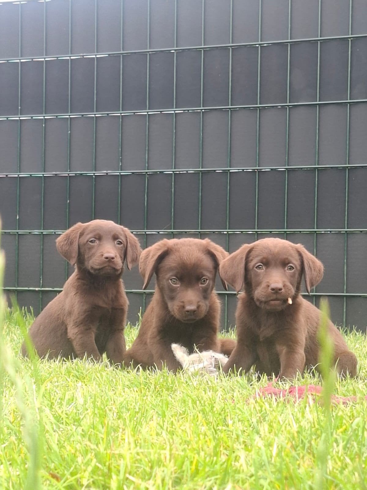 Prachtige labrador pups, Parvo, 8 tot 15 weken, Labrador retriever, Meerdere