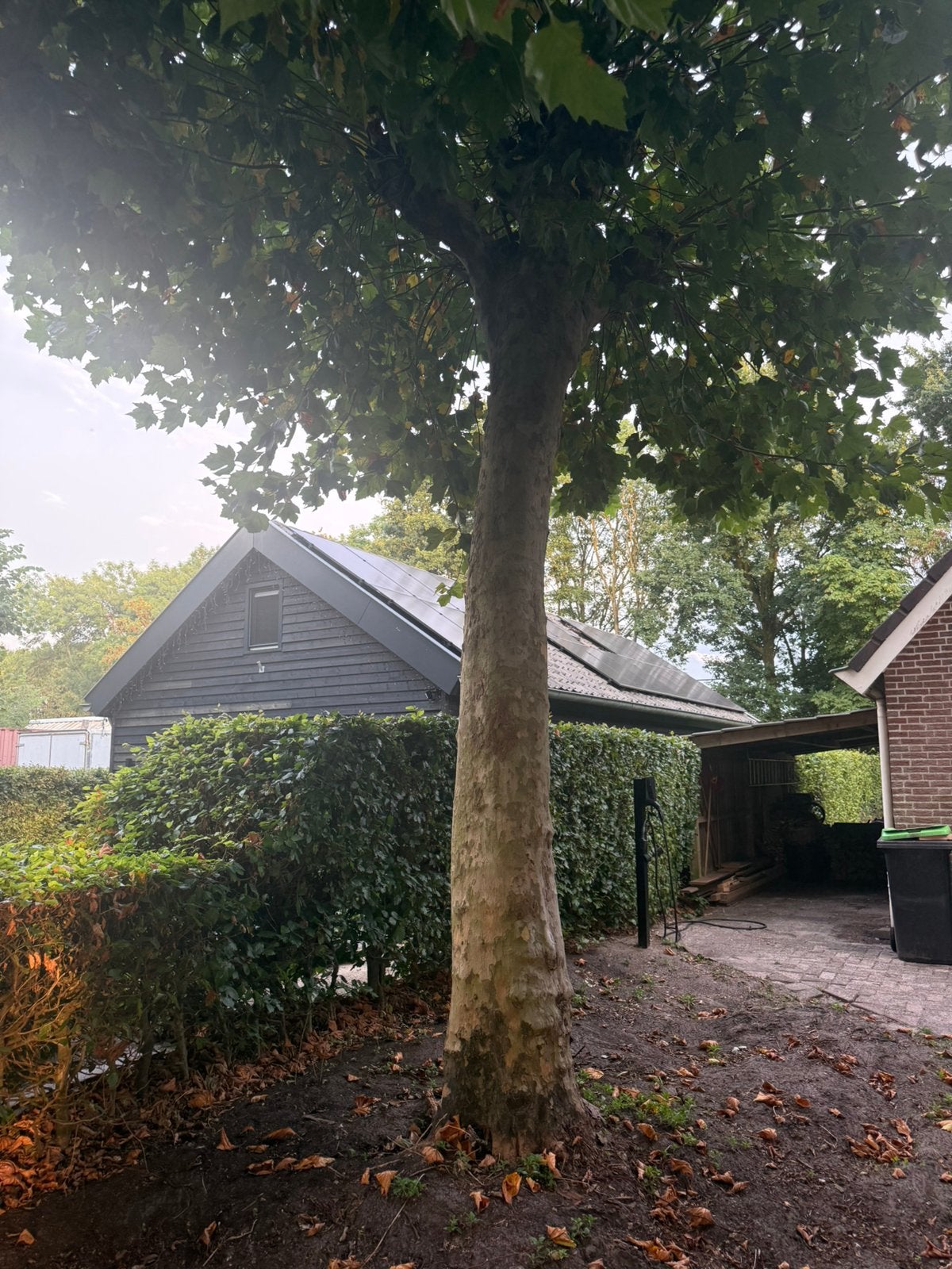 Plataan boom, Tuin en Terras, Haardhout, Minder dan 3 m³, Ophalen