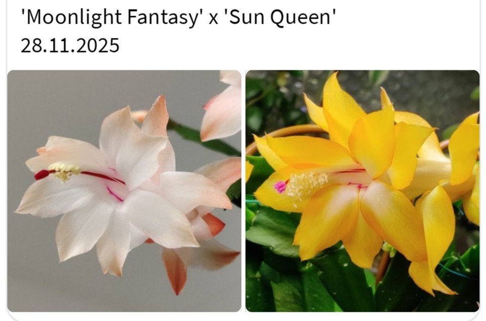 Schlumbergera nieuwe hybride zaadbesje op 1 bladsegment, Verzenden, Halfschaduw, Minder dan 100 cm