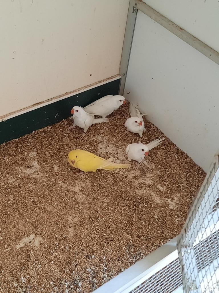 Halsbandparkieten te koop, Dieren en Toebehoren, Meerdere dieren, Parkiet, Geringd