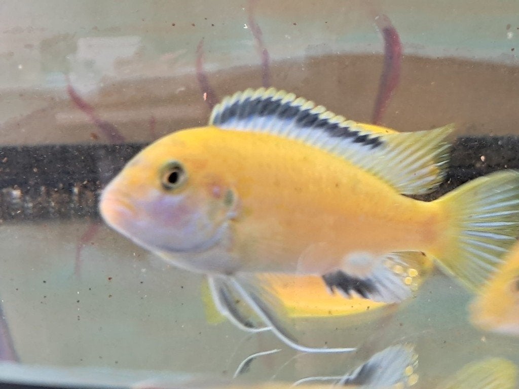 Malawi cichliden, Vis, Zoetwatervis