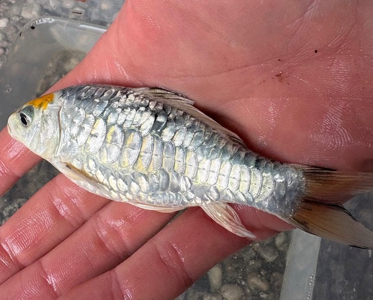 Top kwaliteit Aragoke koi !!! (Volschub), Dieren en Toebehoren, Vissen | Vijvervissen, Karper of Koi