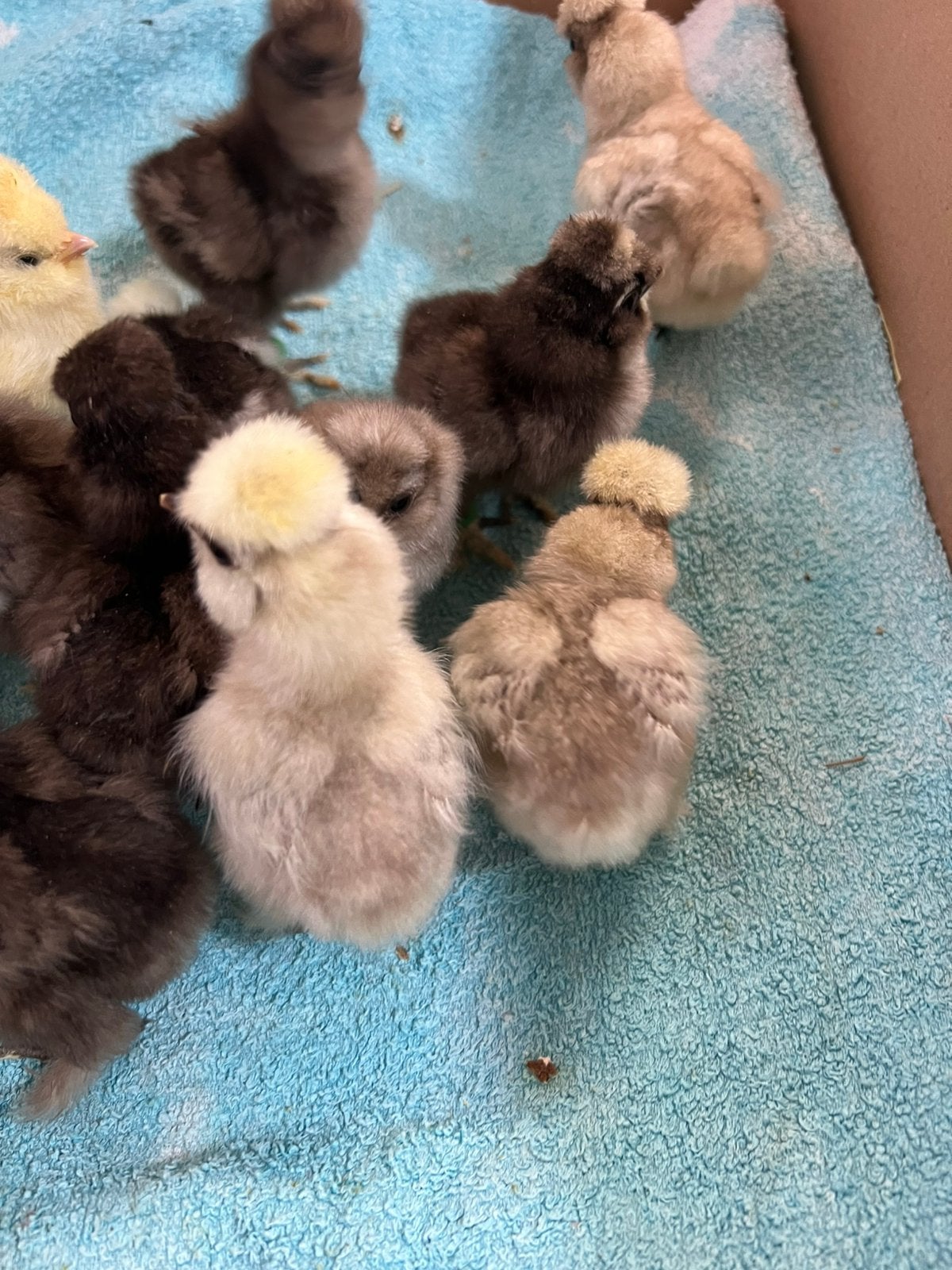 broedeieren Usa zijdehoen alles choco tinten hen ✅, Dieren en Toebehoren, Geslacht onbekend, Kip