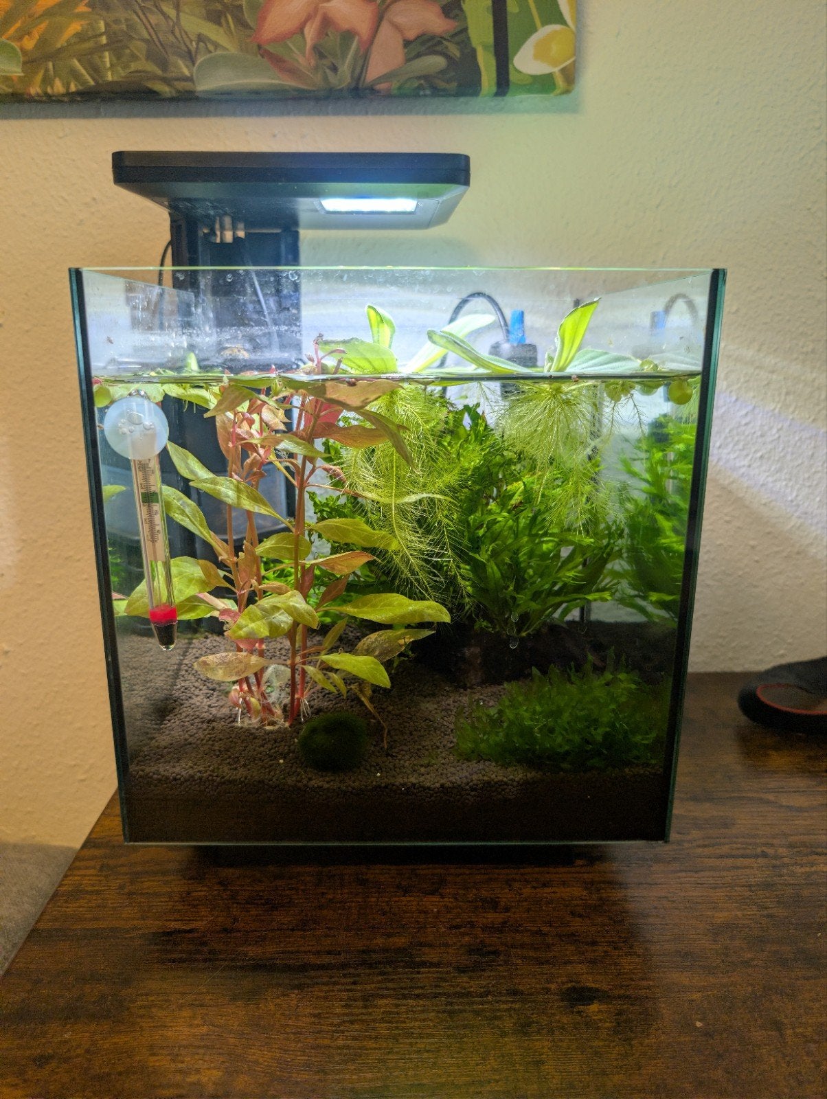 Aquarium 20 liter te koop zwart, Ophalen, Nieuw, Plant(en), Steen of Hout