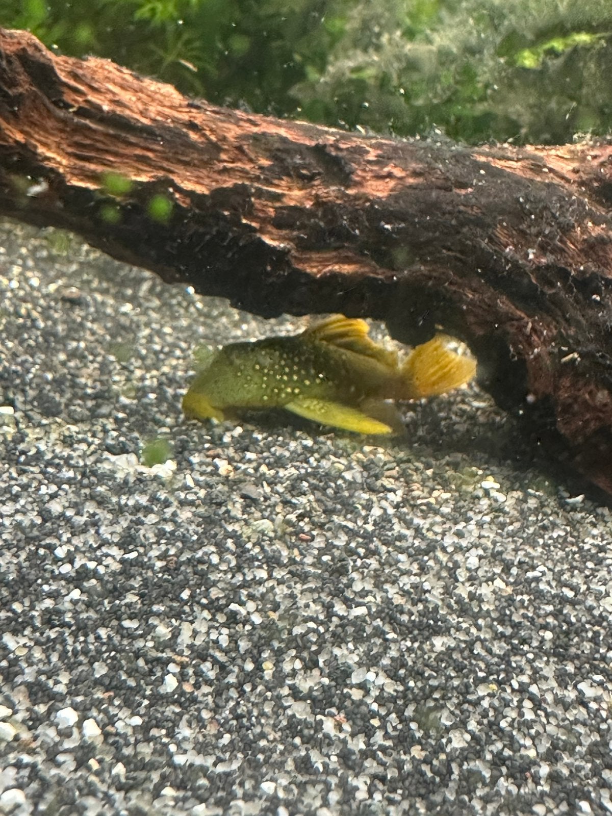 L200 High finn Pleco, Dieren en Toebehoren, Vis