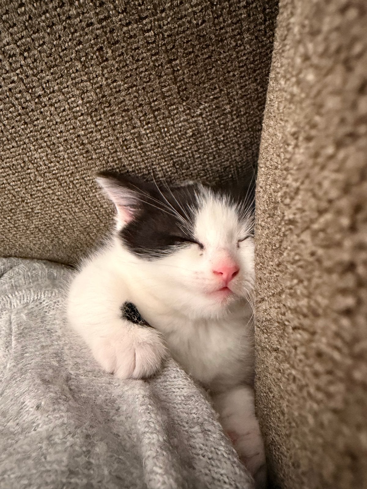 Europees korthaar kitten, Dieren en Toebehoren, Poes