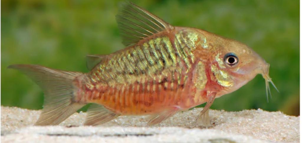 Corydora pentanatenis, Dieren en Toebehoren, Vissen | Aquariumvissen, Vis