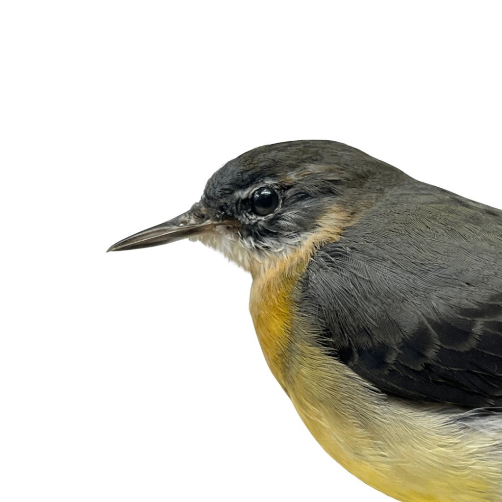 Opgezette grote gele kwikstaart, Ophalen of Verzenden, Nieuw, Vogel, Opgezet dier
