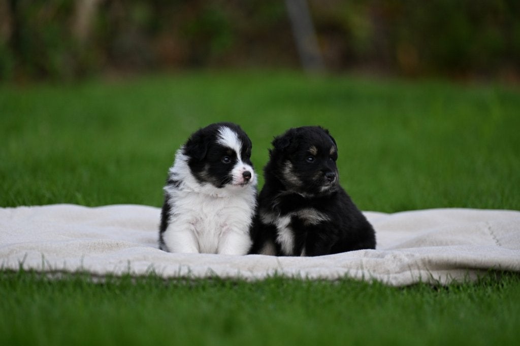 Eerste familiale nestje Poshie pups (sheltie x pomeriaan), Dieren en Toebehoren, Honden | Niet-rashonden, België, Particulier