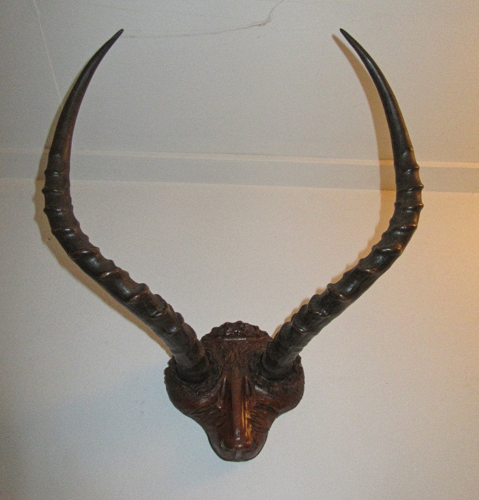 Afrikaanse antilope hoorns impala gewei taxidermie mancave, Verzenden, Zo goed als nieuw, Wild dier, Gewei of Kop