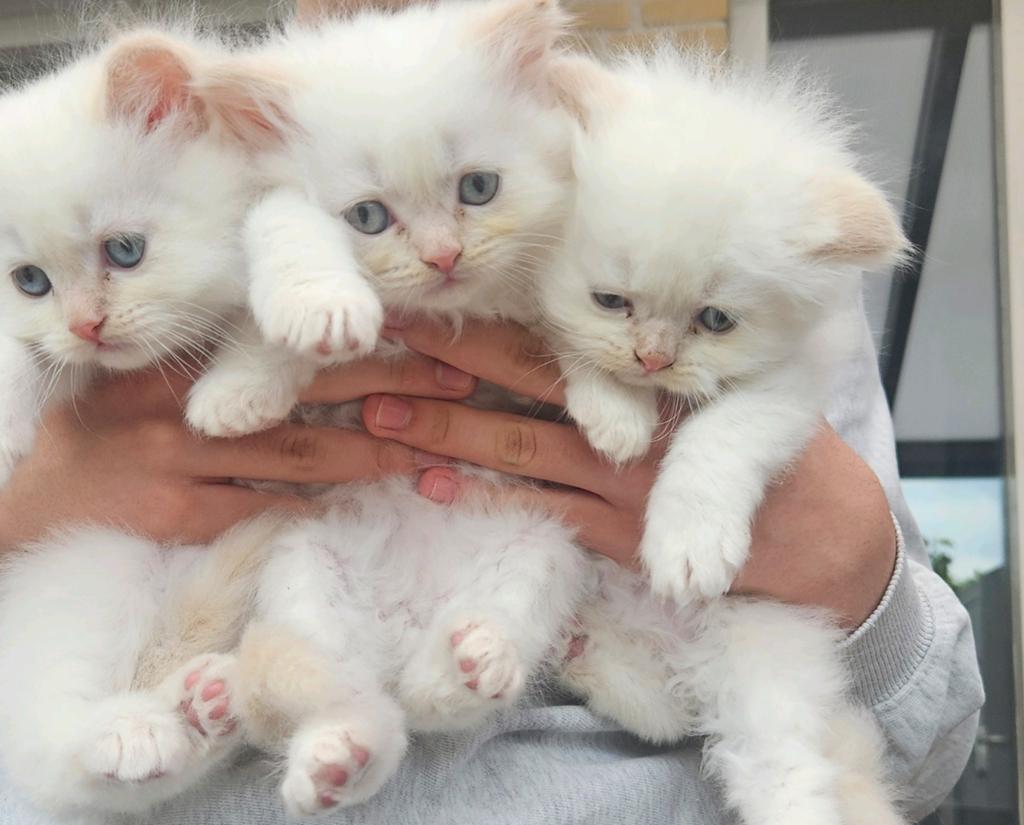 Schattige Ragdoll katertjes te koop, Kater