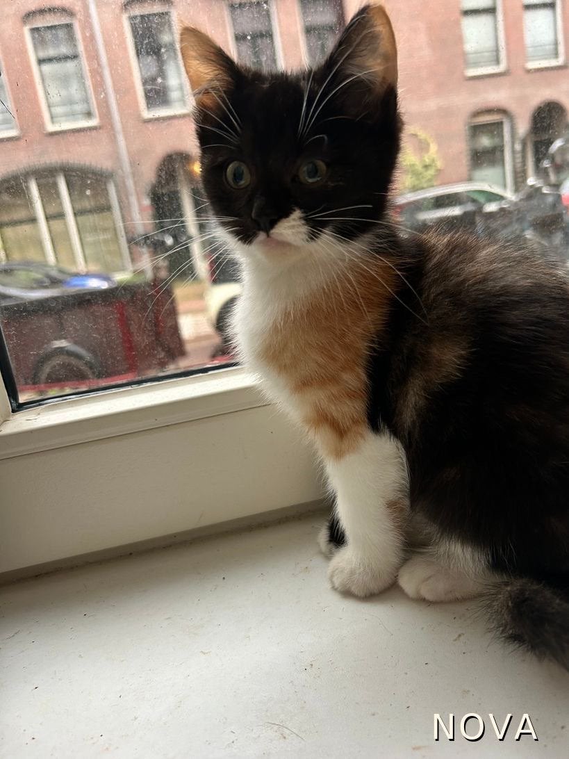 Ragdol kittens mix, Dieren en Toebehoren, Meerdere dieren, Ontwormd