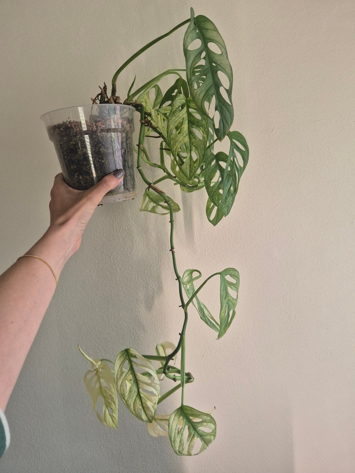 Monstera Adansonii Swedish Ghost Variegata, Ophalen of Verzenden, Halfschaduw, Minder dan 100 cm