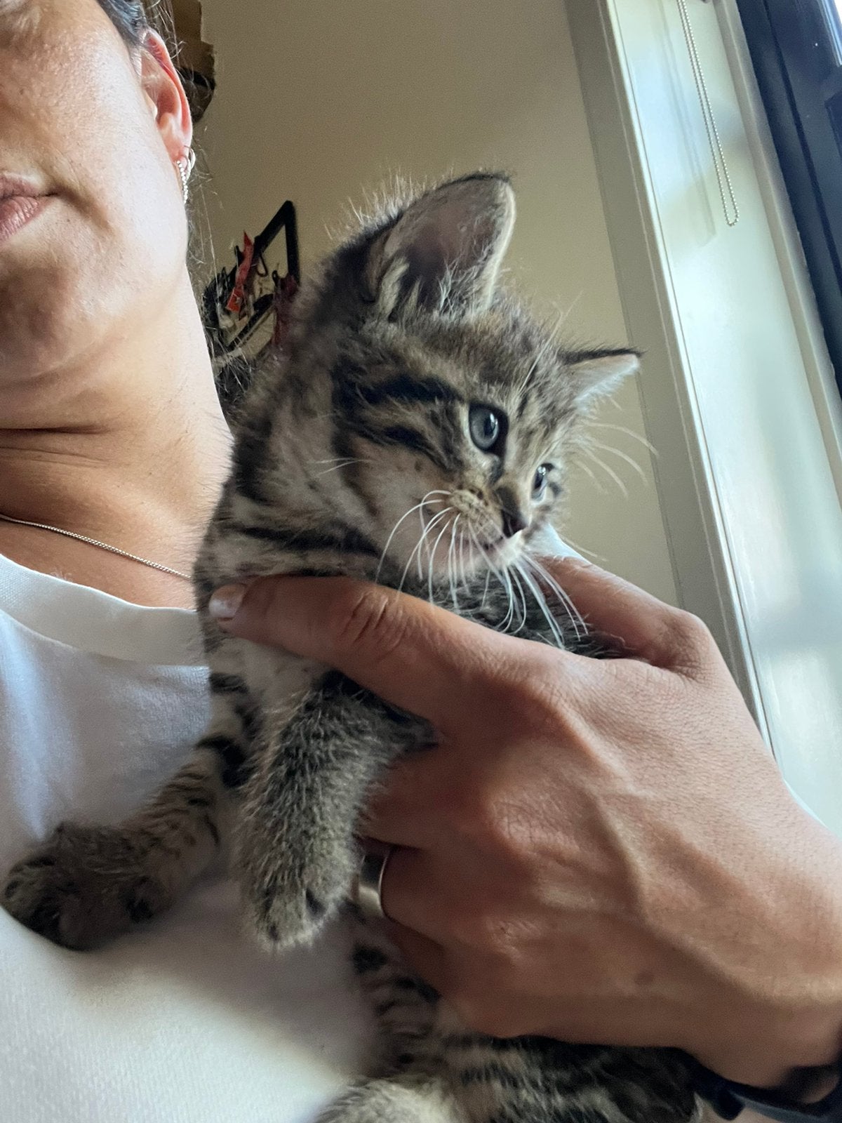 Kittens te koop, Meerdere dieren, Ontwormd