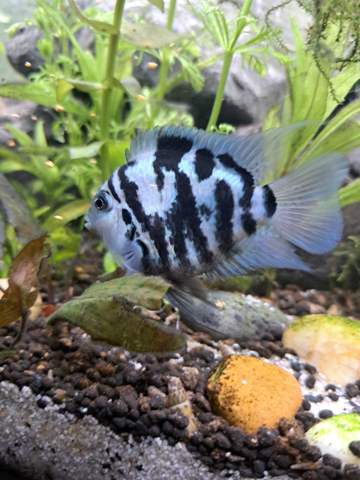 Polar Blue Parrot Cichlid – Amatitlania Nigrofasciata blue, Dieren en Toebehoren, Vis