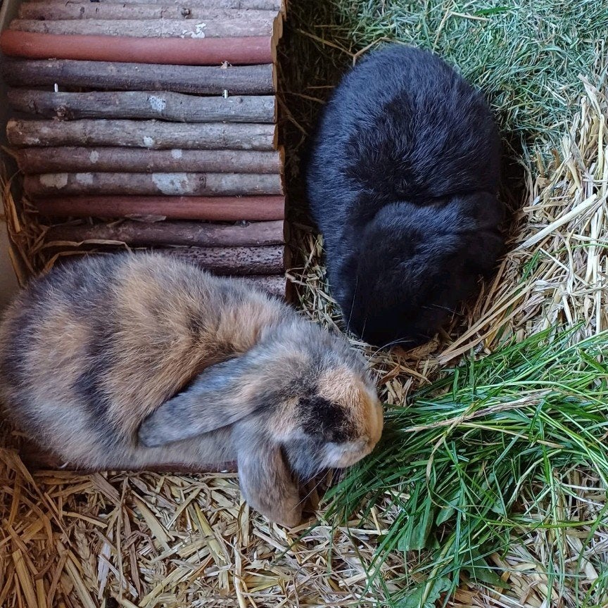 Leuk koppel Franse Hangoren, (zusjes 1 jr) - inc voer enz., Dieren en Toebehoren, Vrouwelijk, Groot, Hangoor, 0 tot 2 jaar