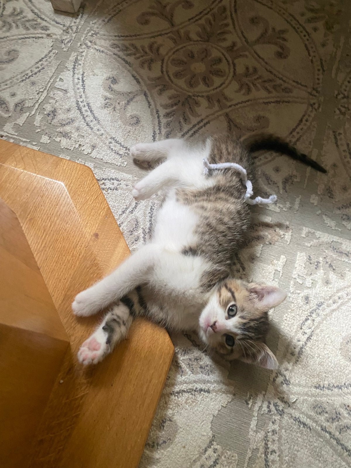 Prachtig katertje beschikbaar, Dieren en Toebehoren, Katten en Kittens | Overige Katten, Kater