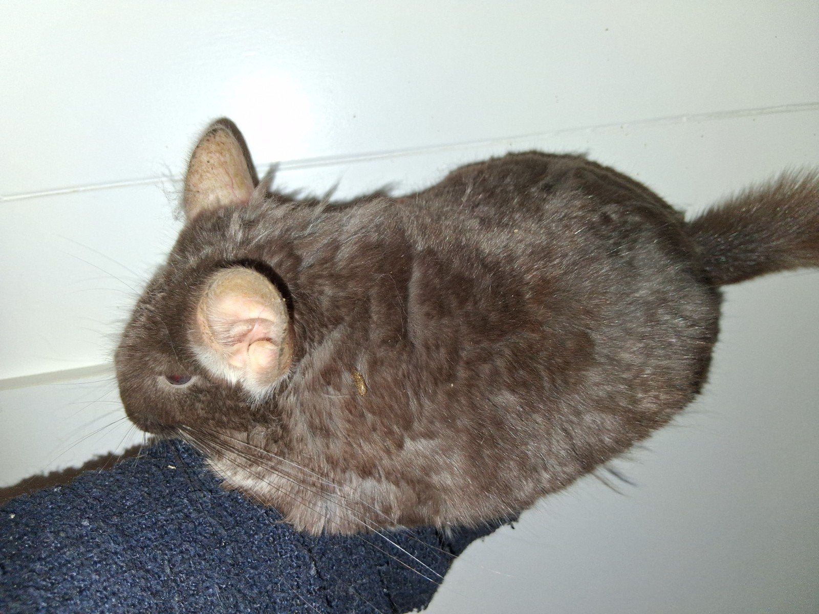 TK mooi brown pearl chinnchilla bokje, Dieren en Toebehoren, Chinchilla, Mannelijk, November, Tam