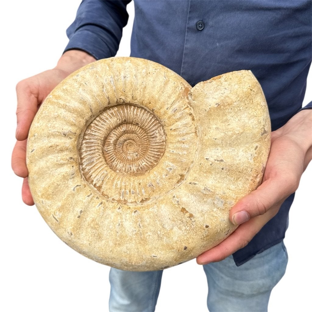 Madagaskar Ammoniet 7.4 KG. nr 2, Ophalen of Verzenden, Fossiel