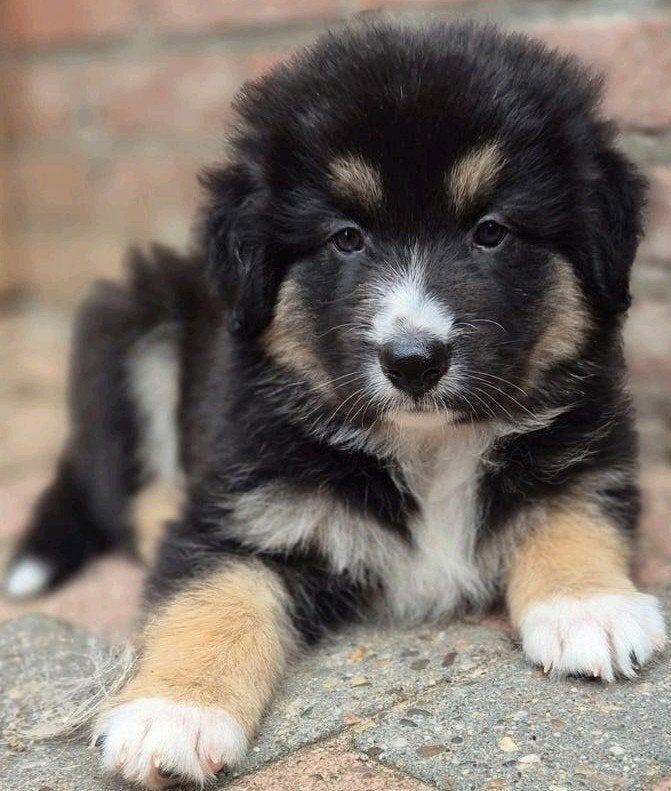 Australian shepherd kruising puppy's, 8 tot 15 weken, Groot, Meerdere, Meerdere dieren