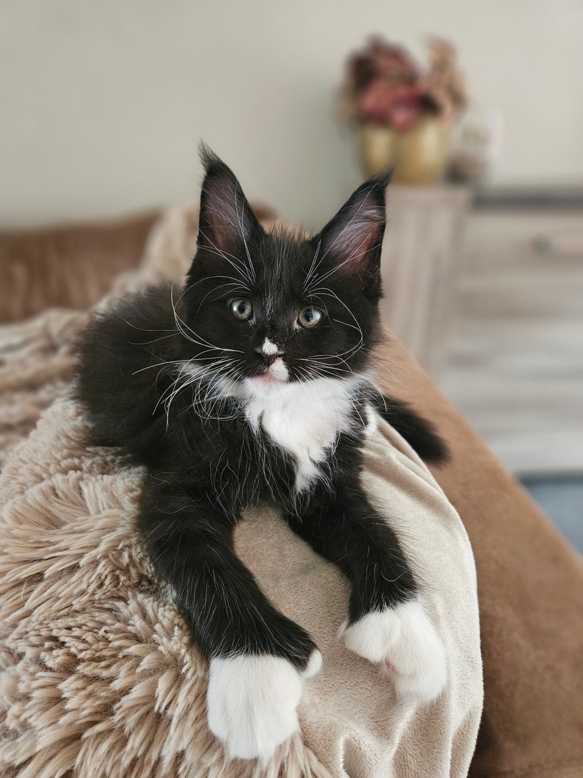 Maine coon kittens, Poes, Gechipt