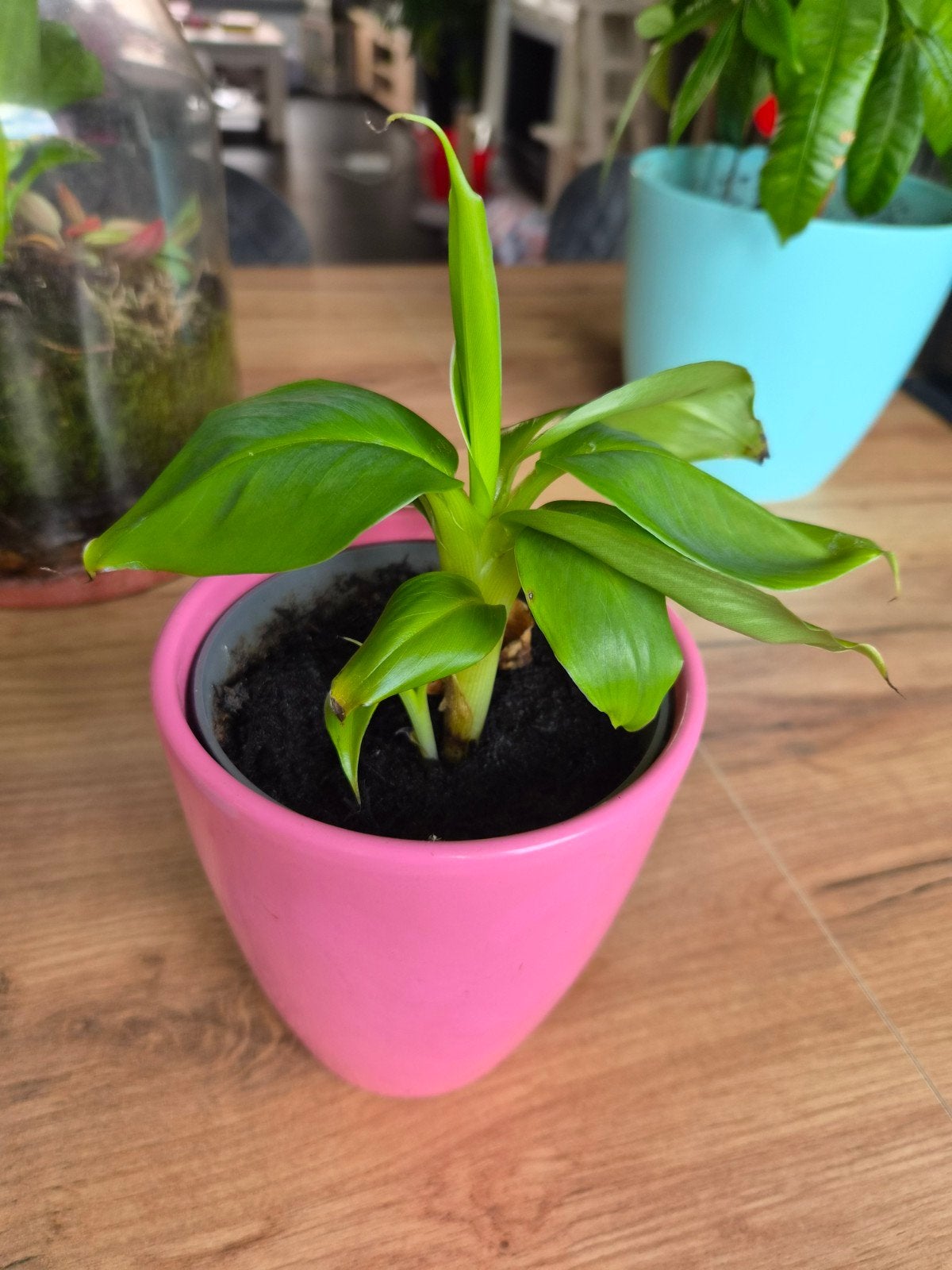 bananen plantjes, Ophalen, Overige soorten, In pot, Minder dan 100 cm