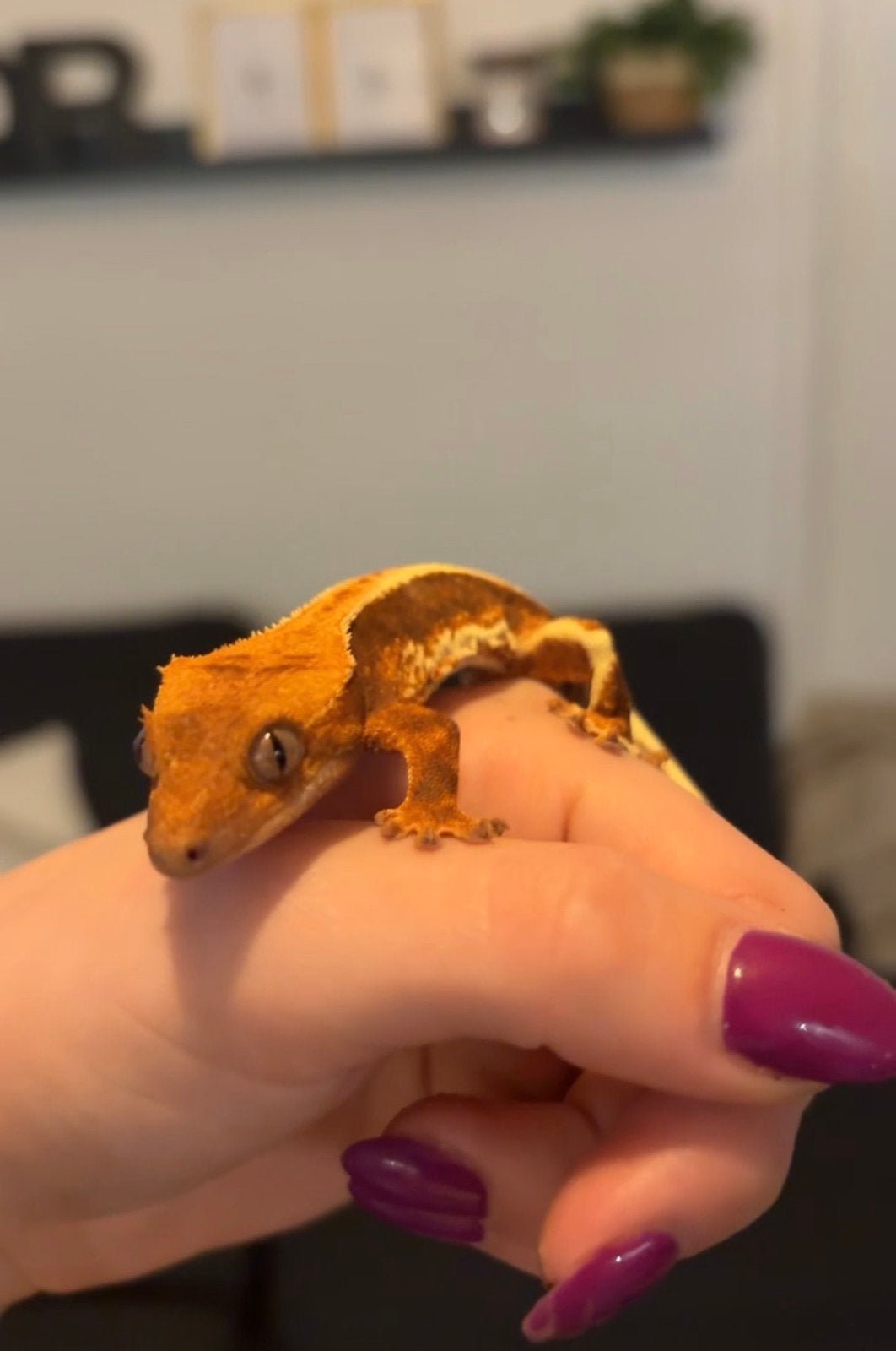 Wimper gekko Crested Gecko photo 3