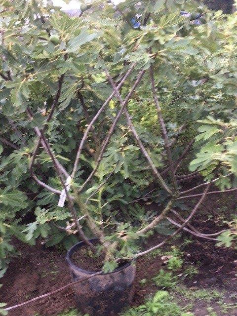 Vijg, Ophalen, Volle zon, Vaste plant, Fruitplanten