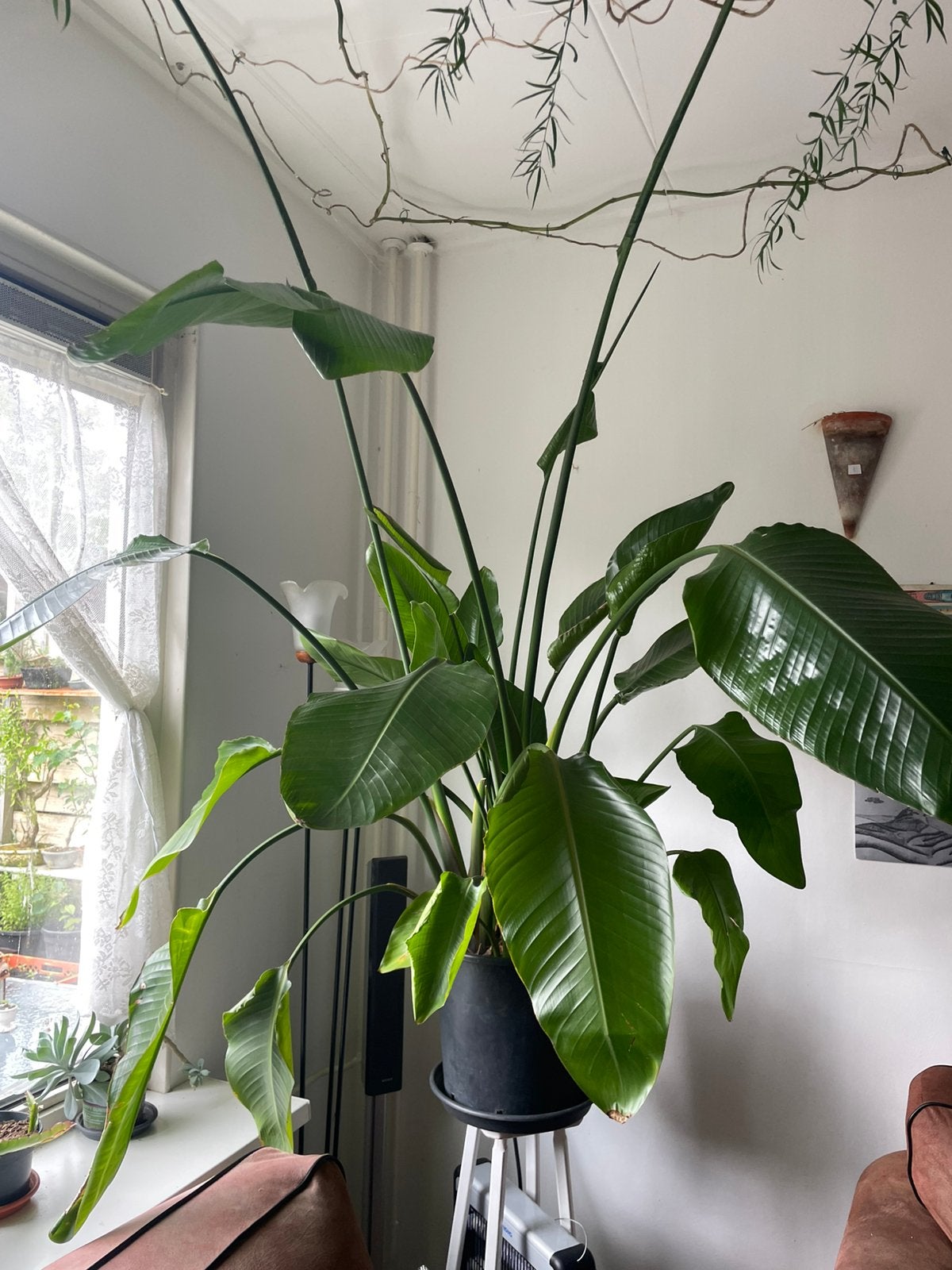 Kamer planten, Ophalen of Verzenden, Halfschaduw, Minder dan 100 cm