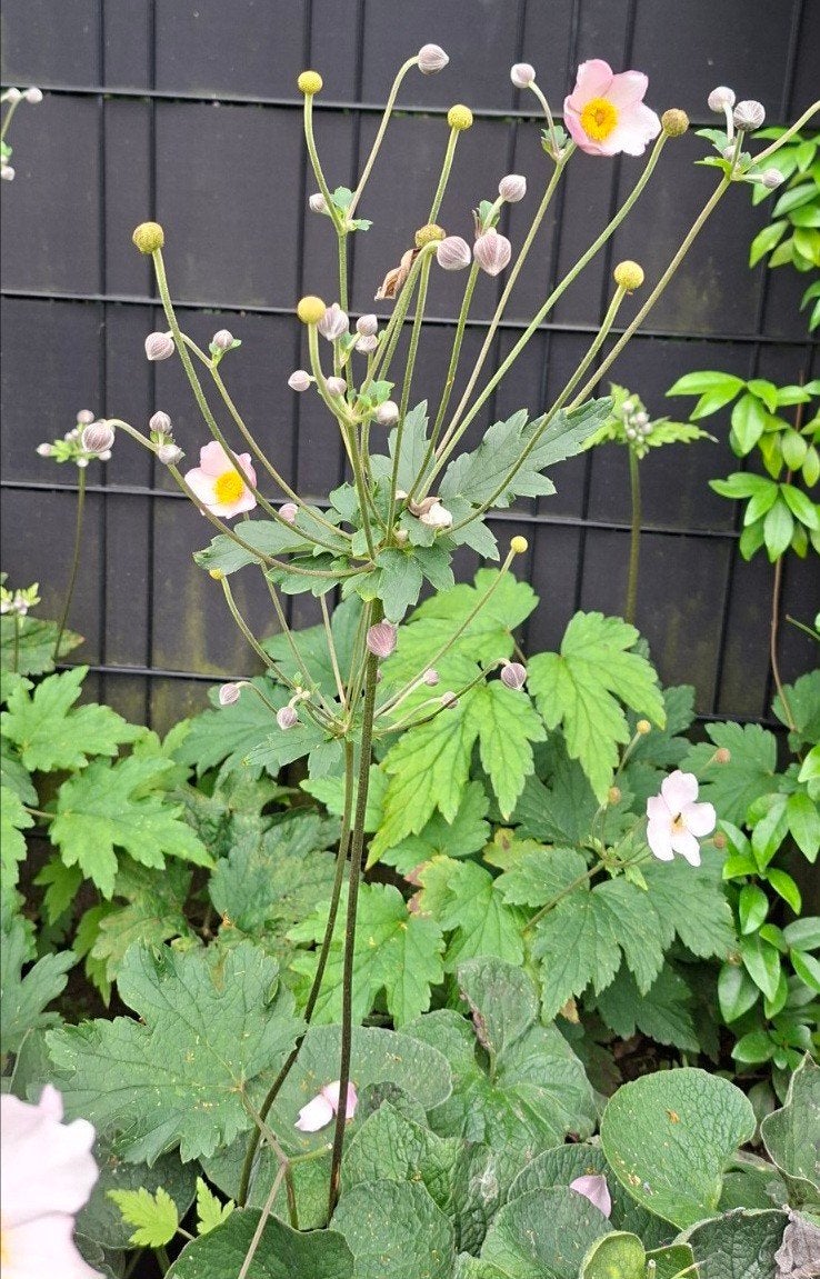 grote stekken Anemonen, Tuin en Terras, Ophalen of Verzenden, Volle zon