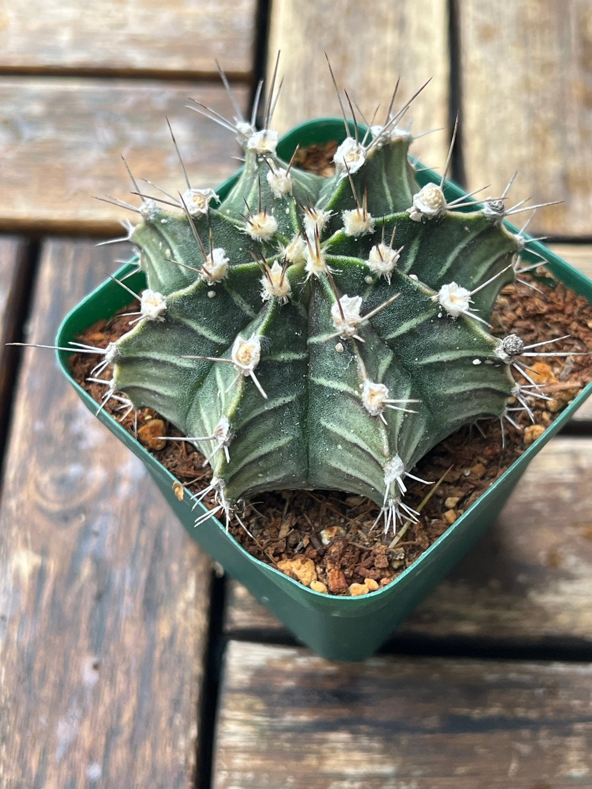 Gymnocalycium Mihanovichii Cactus - Unieke Vorm, Overige soorten, Volle zon, Vaste plant, Ophalen of Verzenden