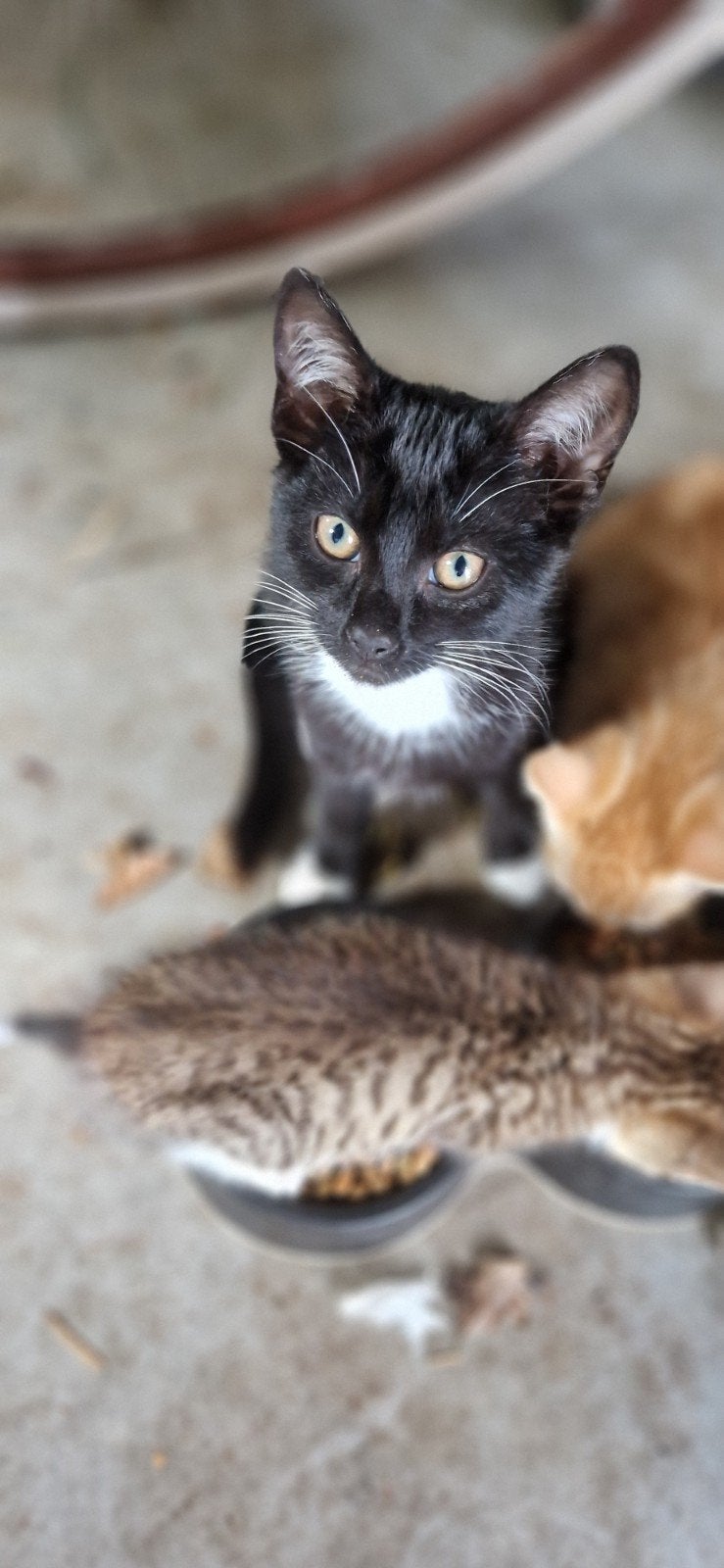 1 kitten poesje, Poes