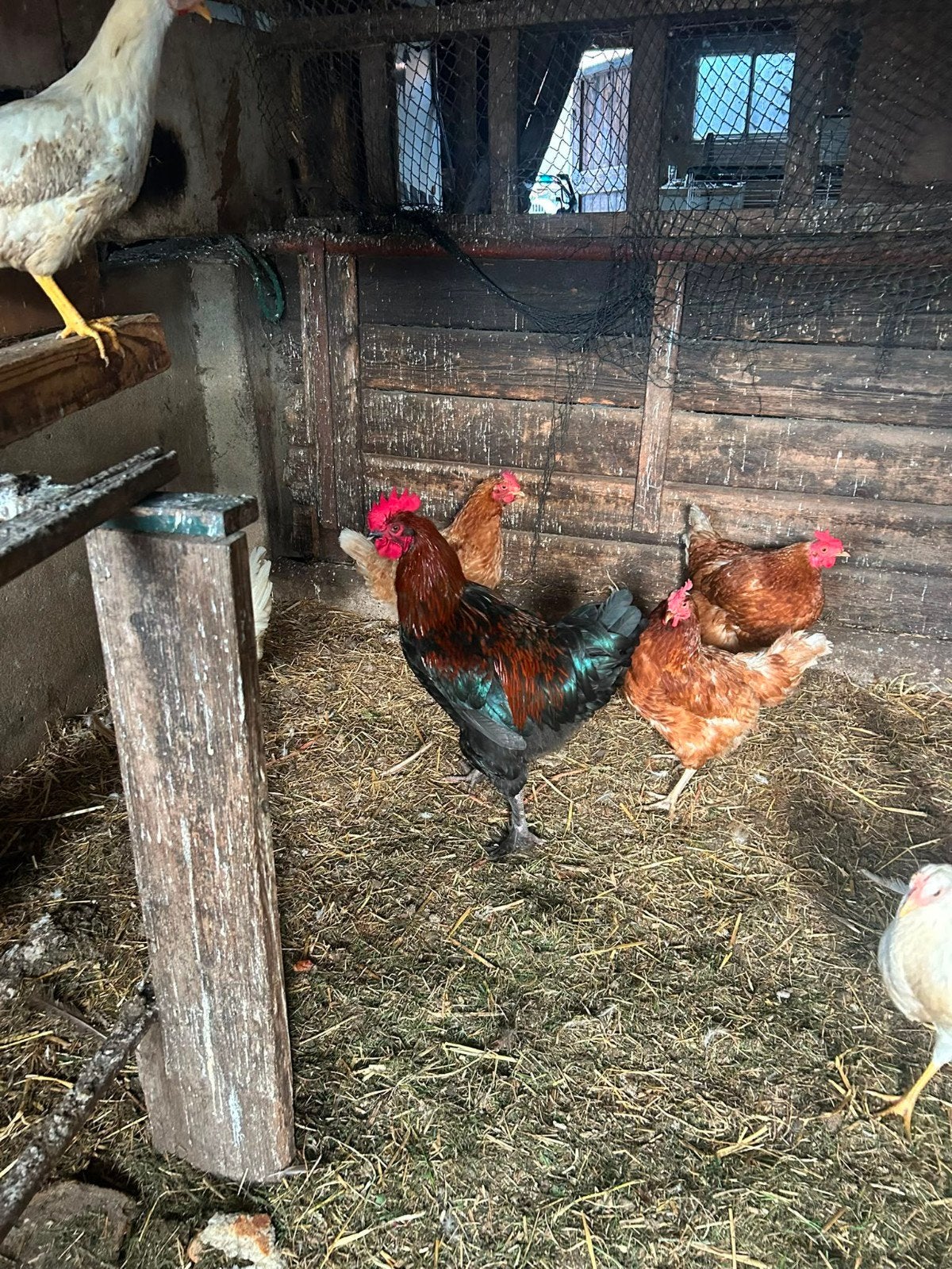 Marans haan + hen, Dieren en Toebehoren, Meerdere dieren, Kip