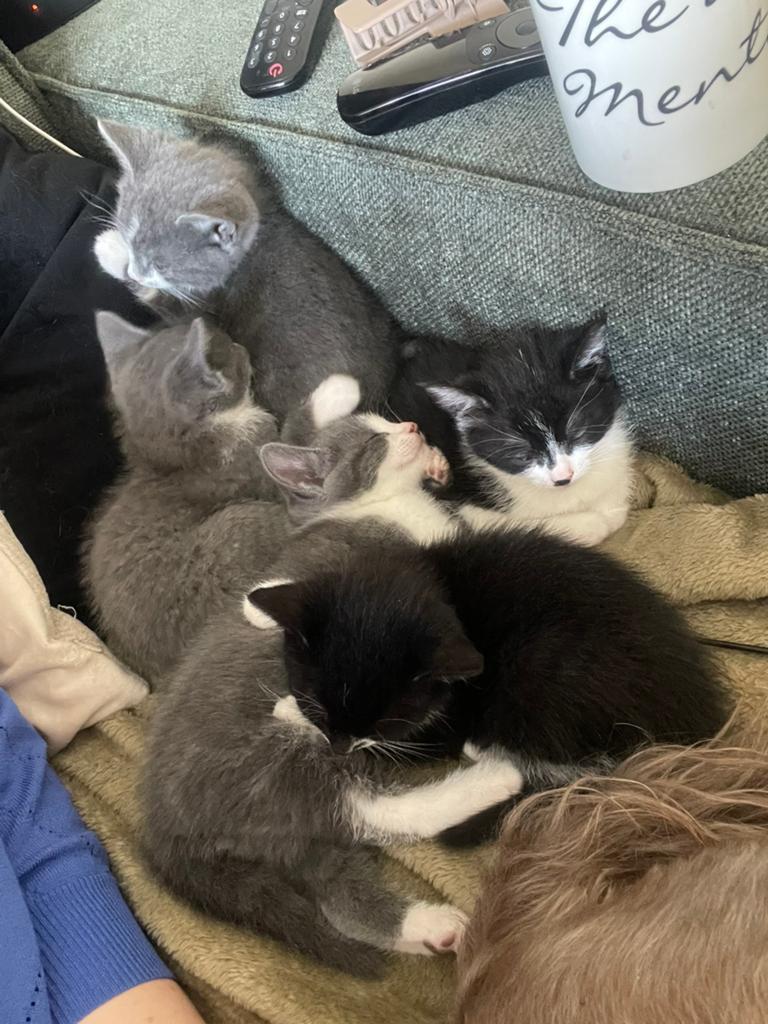 Lieve kittens, Dieren en Toebehoren, Katten en Kittens | Overige Katten, Meerdere dieren