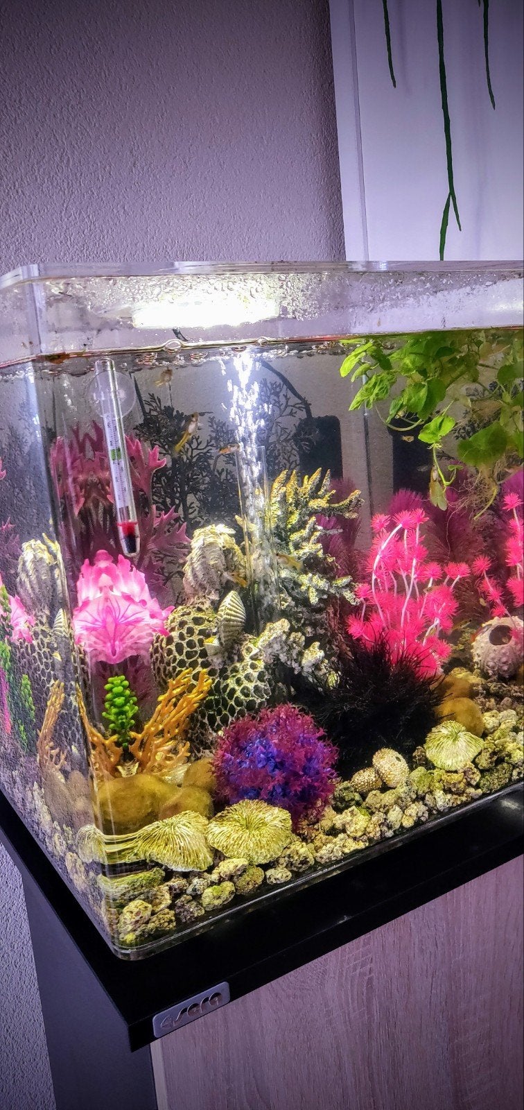 Biorb Cube 60 liter, Dieren en Toebehoren, Ophalen, Leeg aquarium