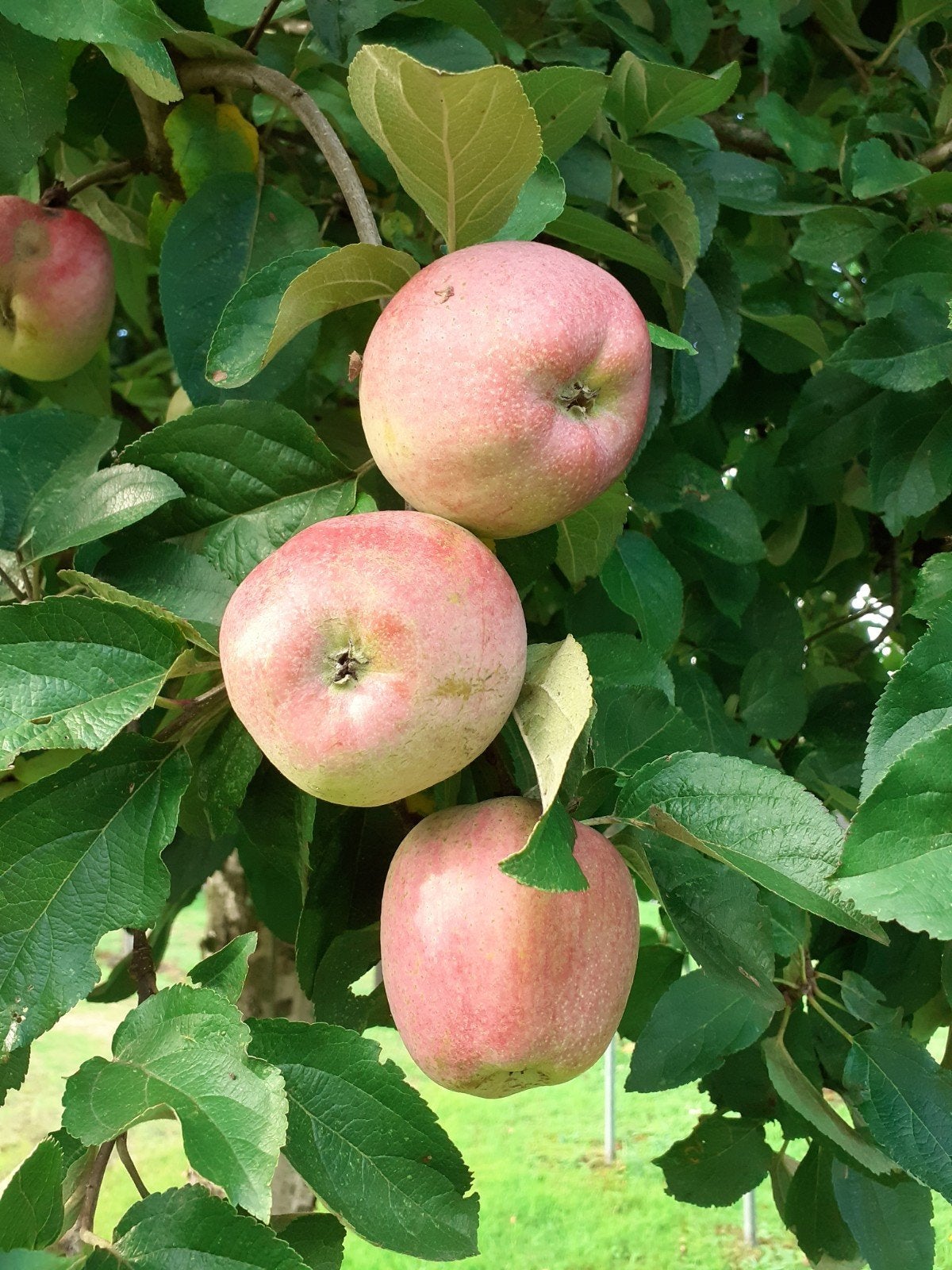 zoete appels voor hete bliksem, Tuin en Terras, Ophalen, Minder dan 100 cm, Overige soorten, Zomer