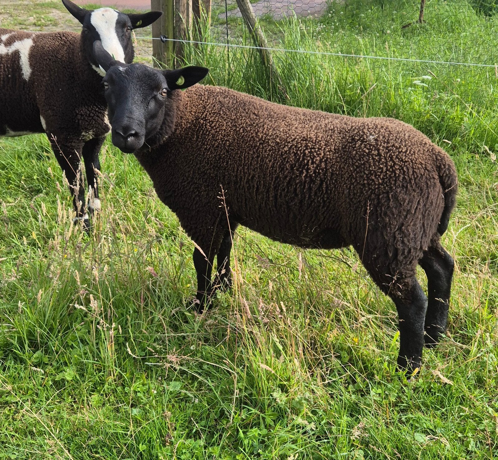 Ram, Mannelijk, Schaap, 0 tot 2 jaar