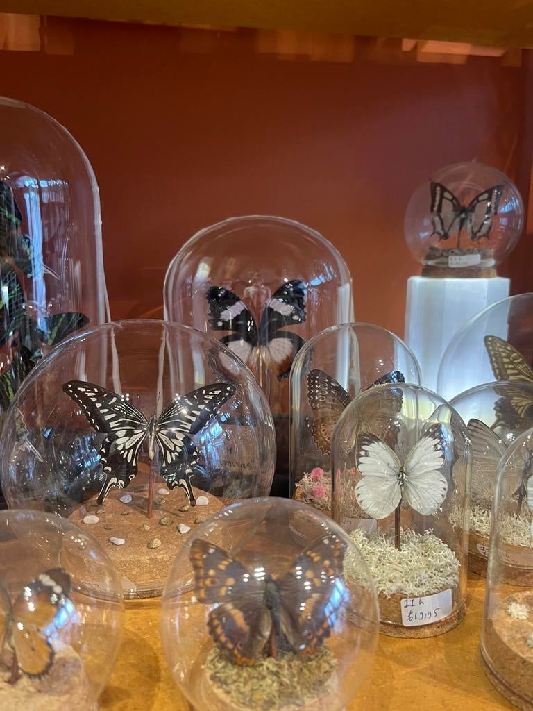 Diverse vlinders in stolp, Verzamelen, Dierenverzamelingen, Ophalen of Verzenden, Zo goed als nieuw, Insect, Opgezet dier