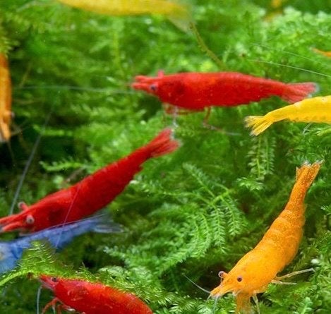 Rode en oranje neocaridina garnalen 100 stuks, Dieren en Toebehoren
