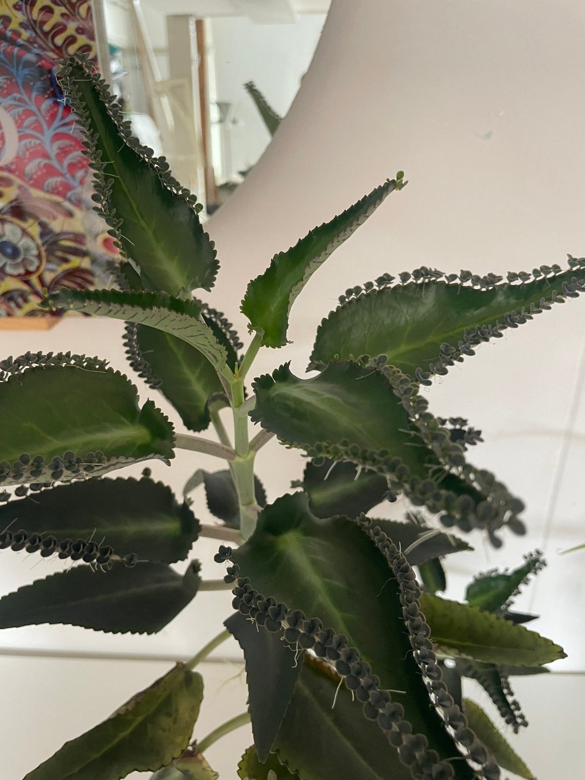 Mother of thousands, plant, Ophalen, Halfschaduw, Minder dan 100 cm