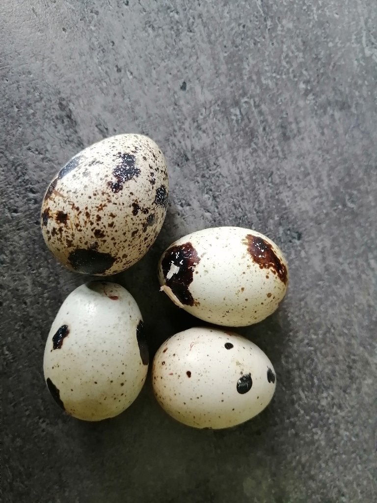 Broedeieren Japanse kwartels, Geslacht onbekend, Overige soorten
