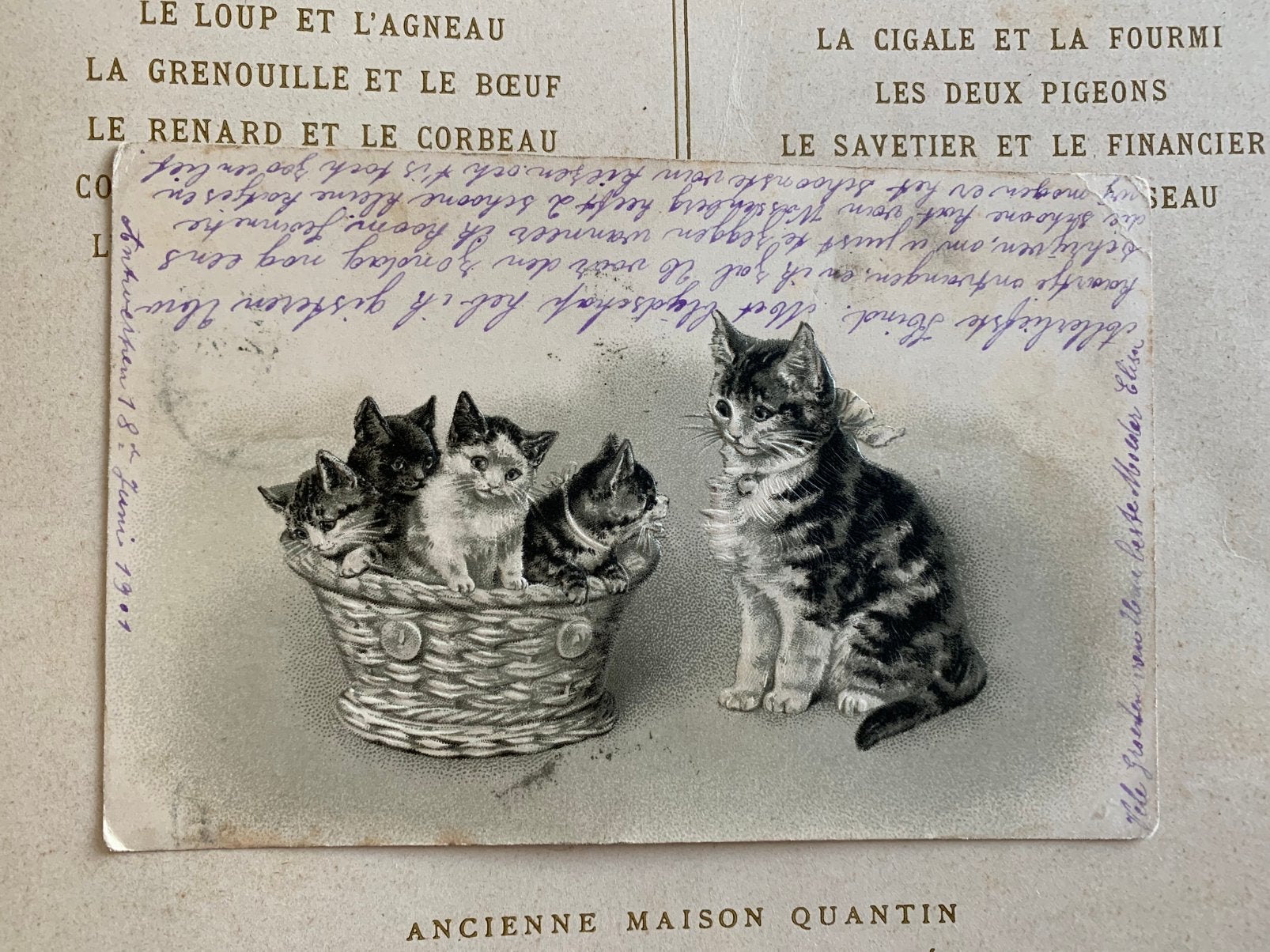 18-6-1901 Moederpoes met kittens - reliëf (FR), Ophalen of Verzenden, Voor 1920, Gelopen, Hond of Kat