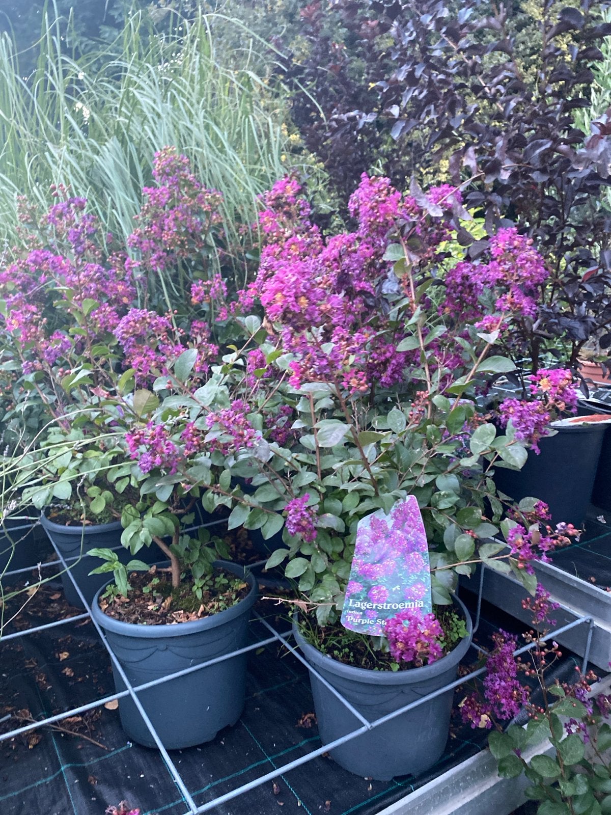 Lagerstroemia indica 'Purple Star' - Indische sering, Tuin en Terras, Volle zon, Vaste plant, Zomer, Ophalen