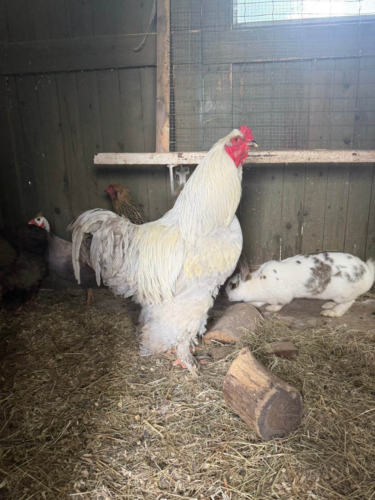 Brahma groot isabel, Dieren en Toebehoren, Pluimvee, Mannelijk, Kip