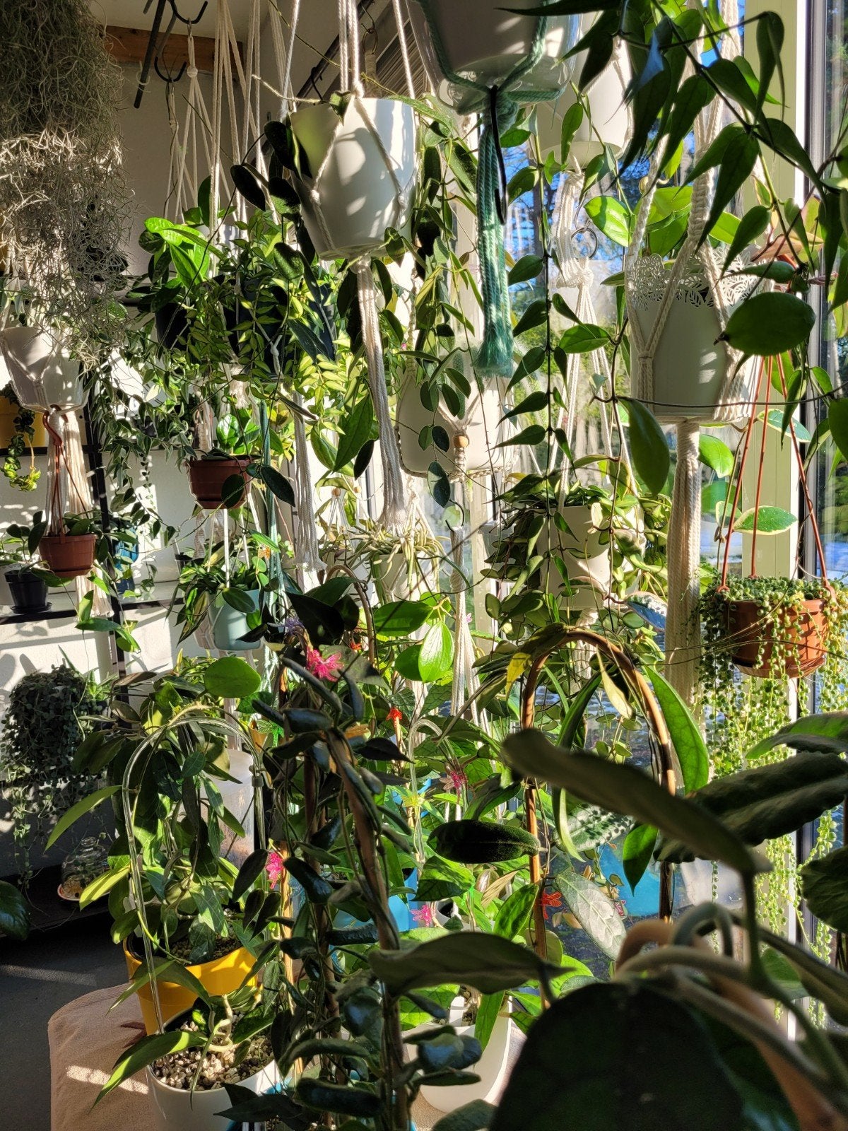 Diverse verse hoya stekken beschikbaar!, Huis en Inrichting, Ophalen of Verzenden